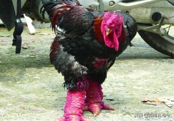 什么是三行鳞鸡？球速